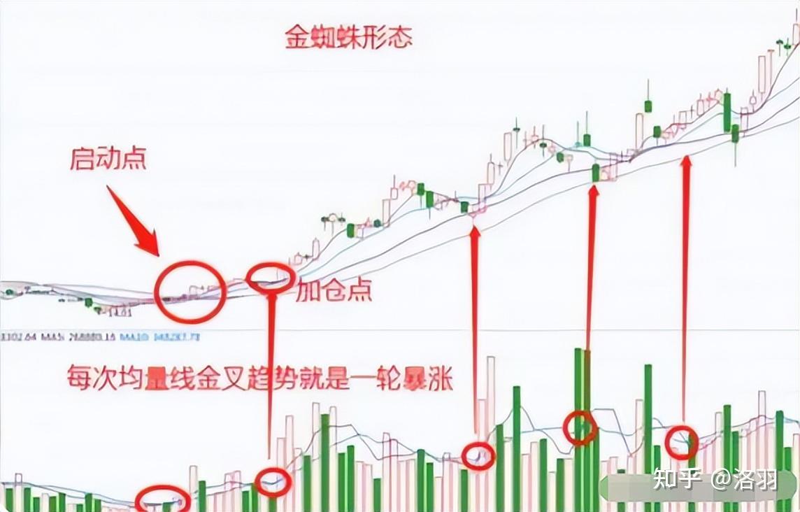 金蜘蛛形态
