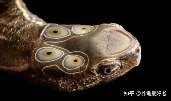 有什么是我们养龟人才知道的潜规则?不知道不行啊 - 知乎