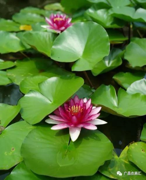 荷花与莲花的区别 知乎