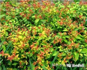 【景观人植物理论系列】北方园林绿化常用灌木总述 - 知乎