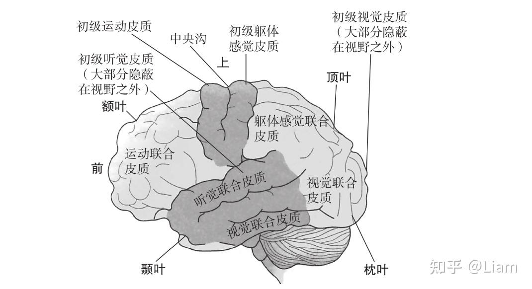 大脑皮层分区示意图图片
