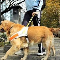 为什么这么多年导盲犬只有几百只？