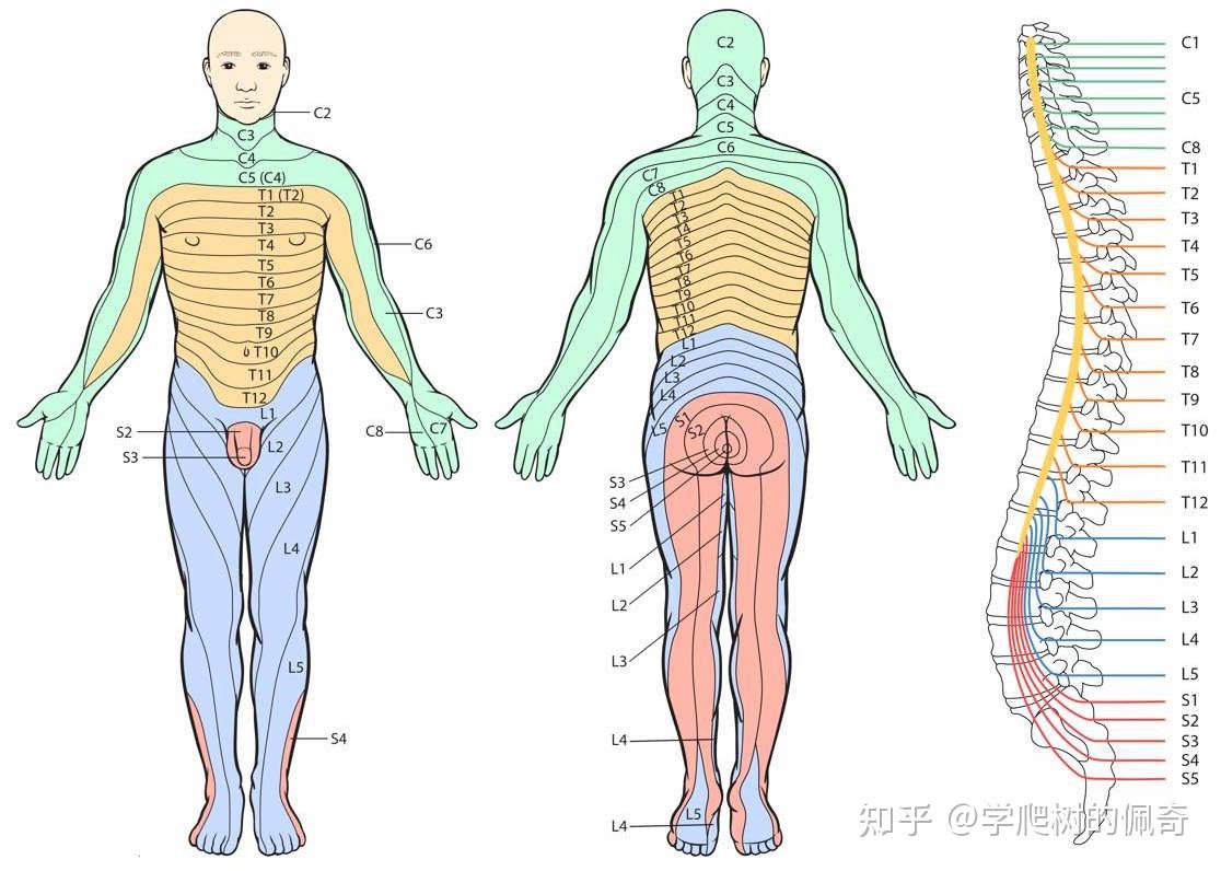 神经根 ③反射异常 患侧腱反射减弱或消失②肌力下降 受累神经根支配