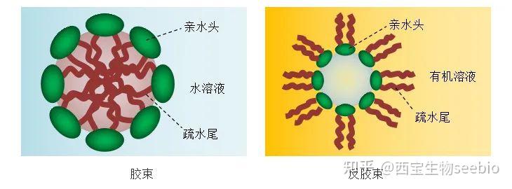 从分子到胶束：一张图看懂表面活性剂“亲水-亲油”平衡术 - 知乎