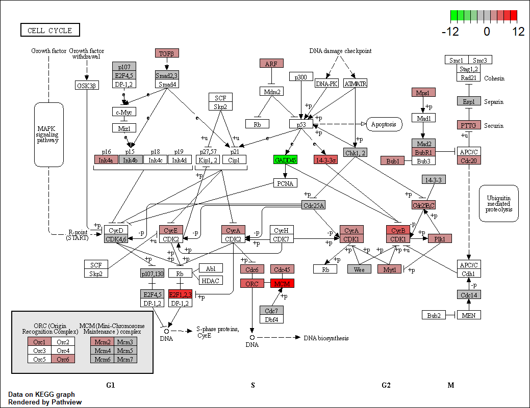 kegg富集分析柱形图气泡图通路图