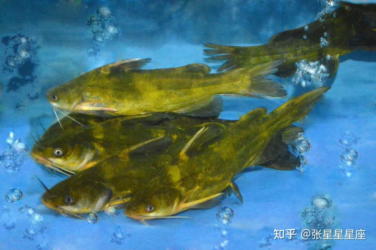 原来黄辣丁的钓法这么简单夏天再也不想钓鲤鱼了天天都爆护