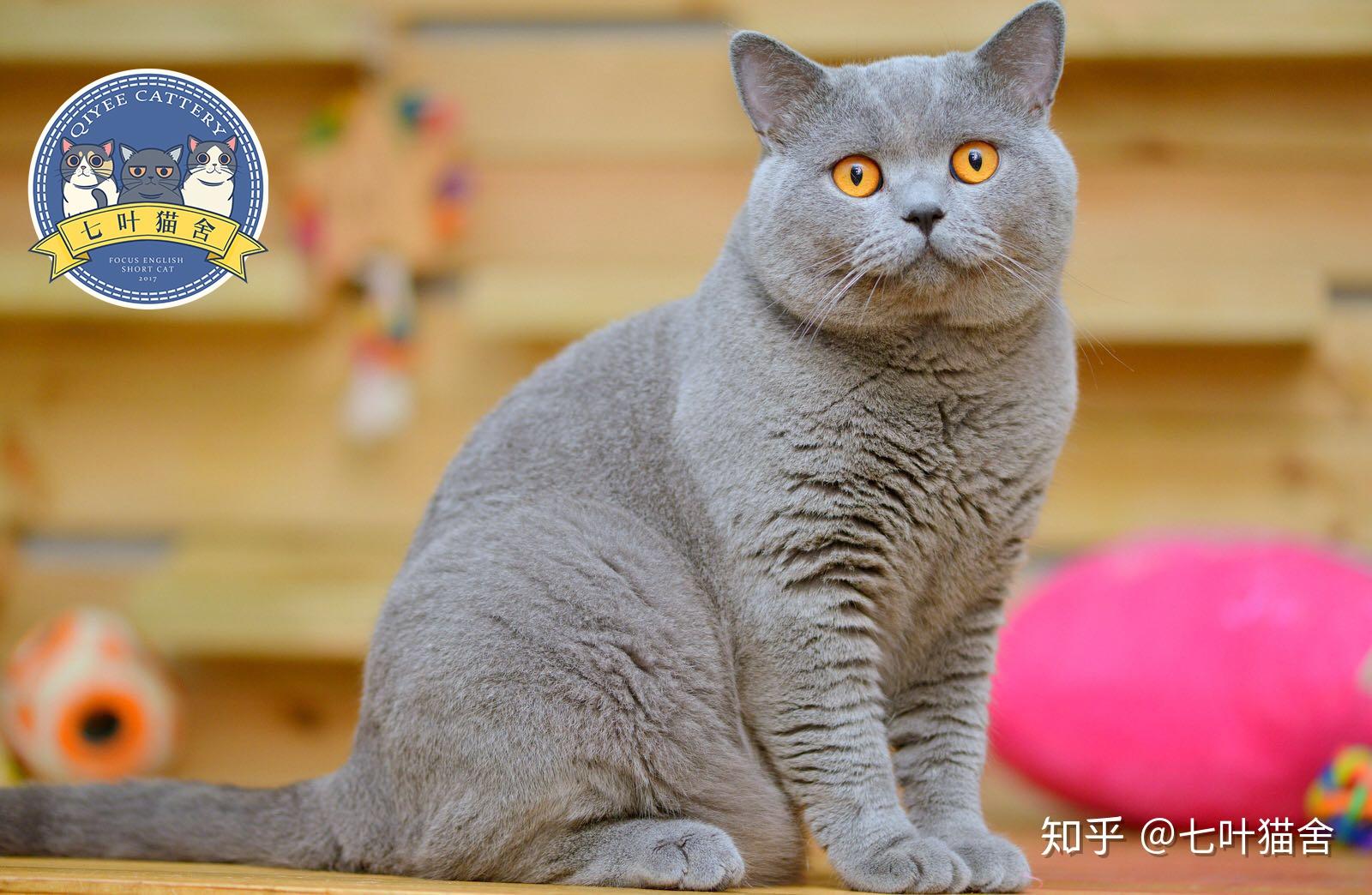 我开猫的这三年是怎么过的 - 知乎