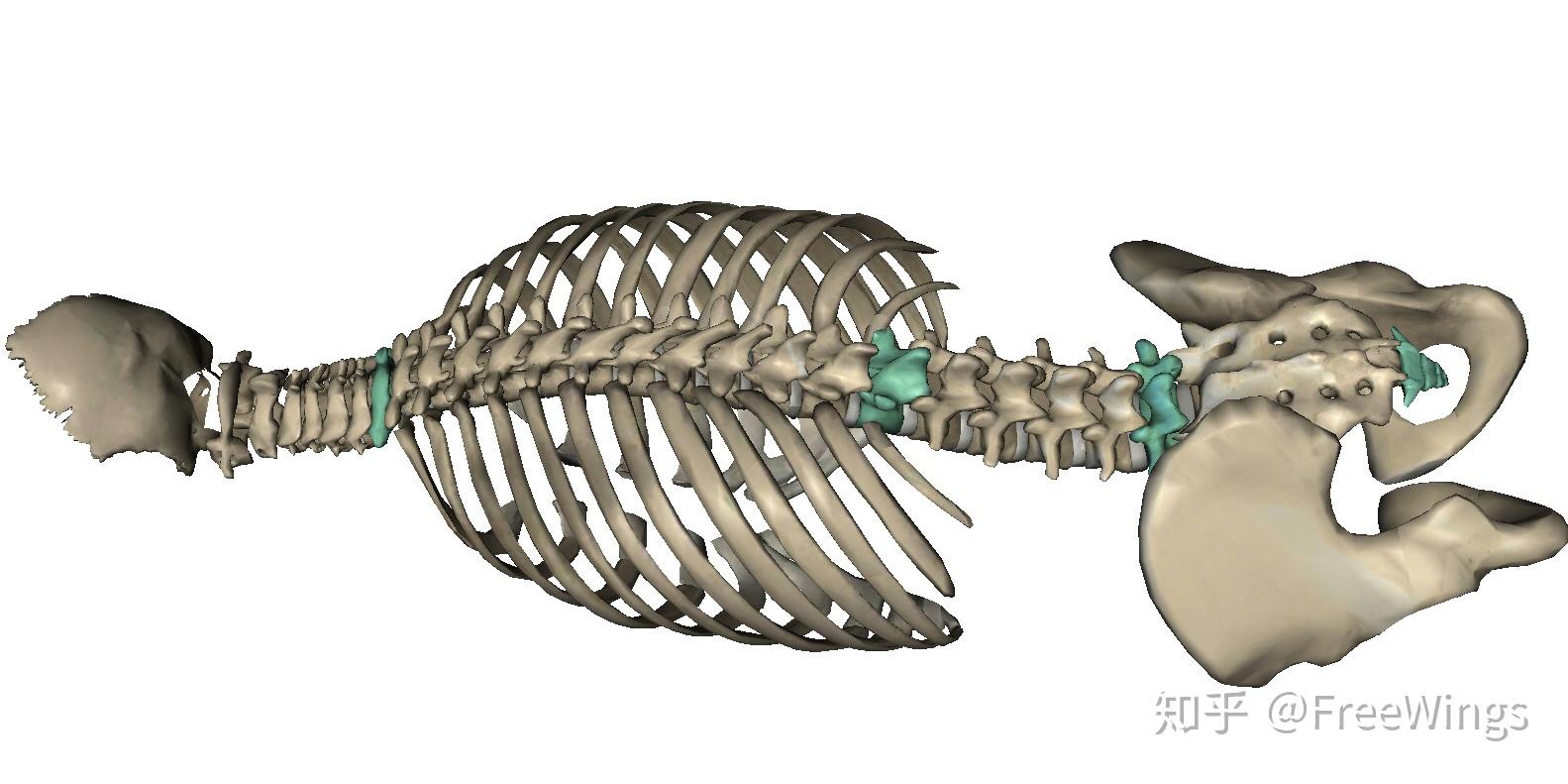 脊椎である腰椎の構造とは？！ 頸椎や胸椎についてもご紹介！ | 一寸先は痛み！理学療法士が作る痛みと原因の説明書！