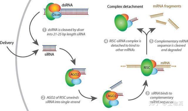 Rna Risc Loading Mechanism 科学家如何操纵基因表达?(上) - 知乎