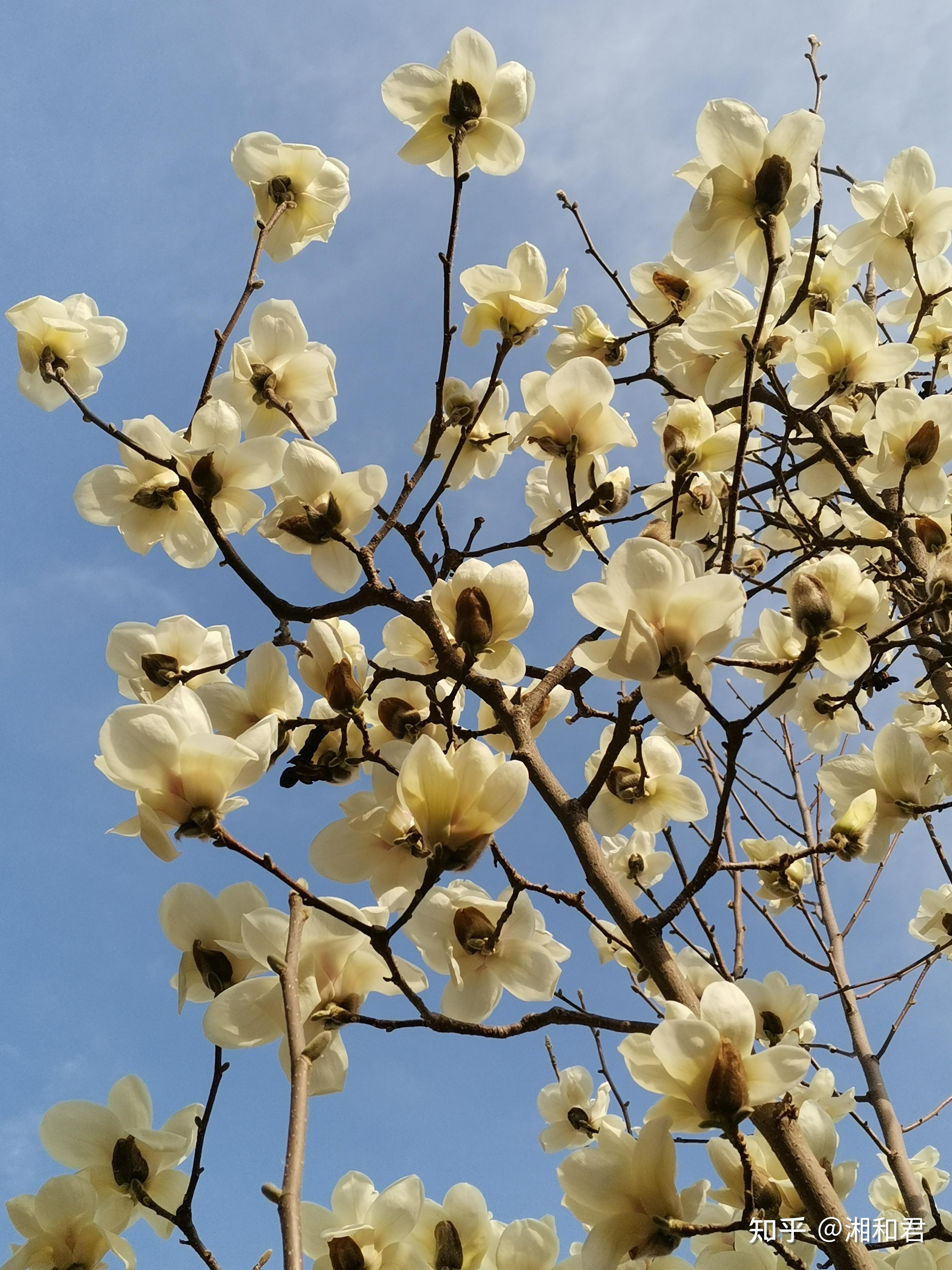 春天里来玉兰花开