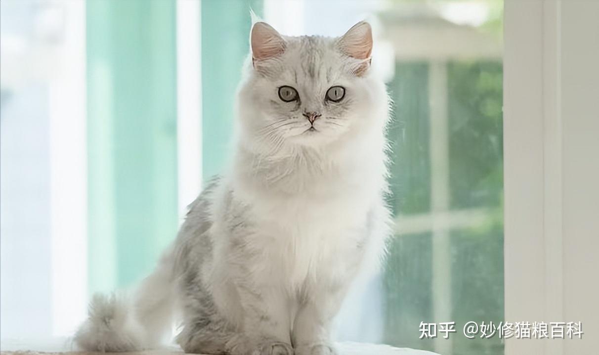 “土猫”和“宠物猫”有哪些区别?这几点过分真实了! - 知乎