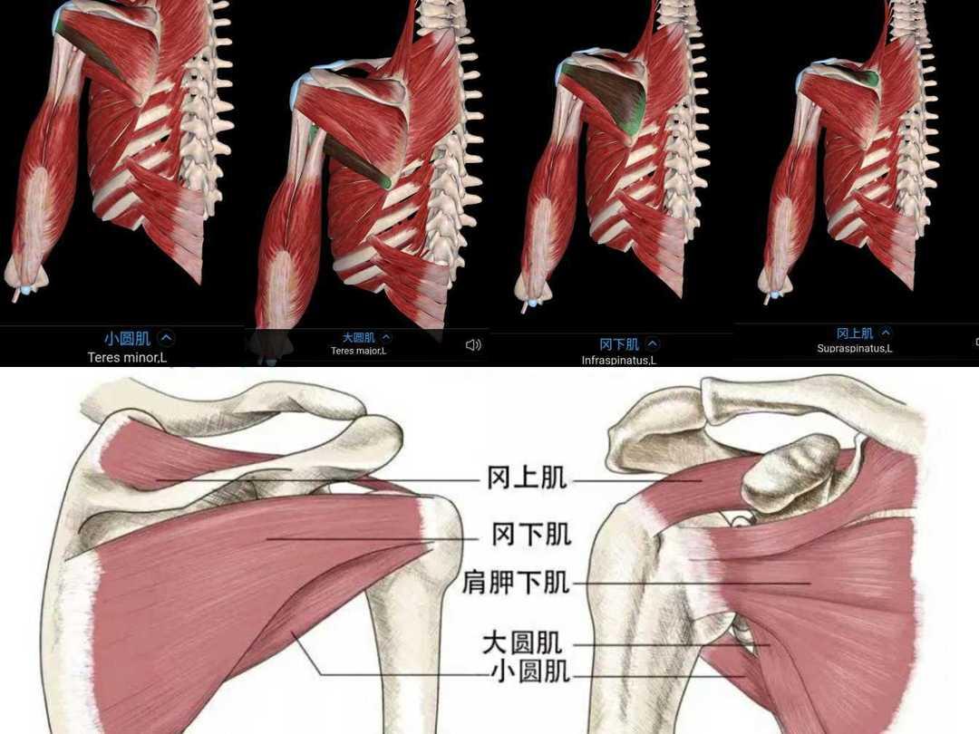 肩胛骨肌肉结构图图片