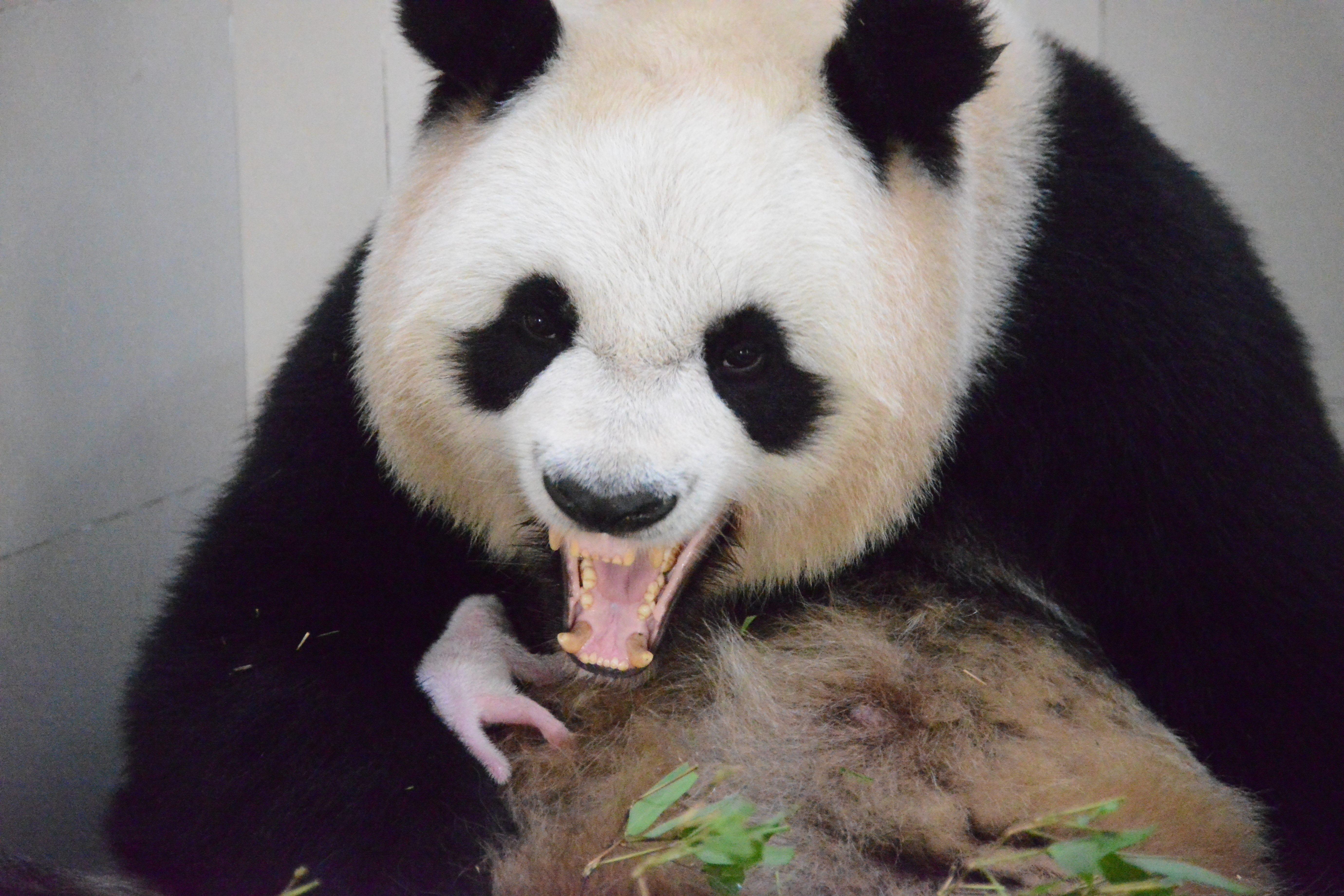 大熊猫呀|摄影|动物|一月成玦 - 原创作品 - 站酷 (ZCOOL)