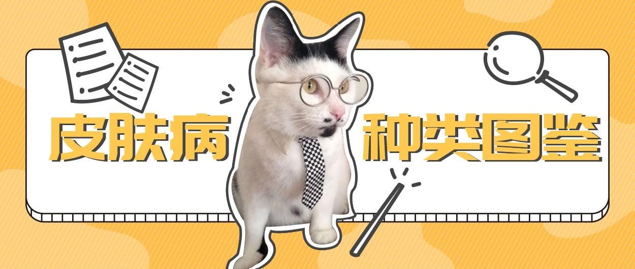 重口图鉴 10种常见的猫咪皮肤问题 快来混个眼熟 知乎 重口图鉴 10种常见的猫咪皮肤问题 快来混个眼熟 知乎