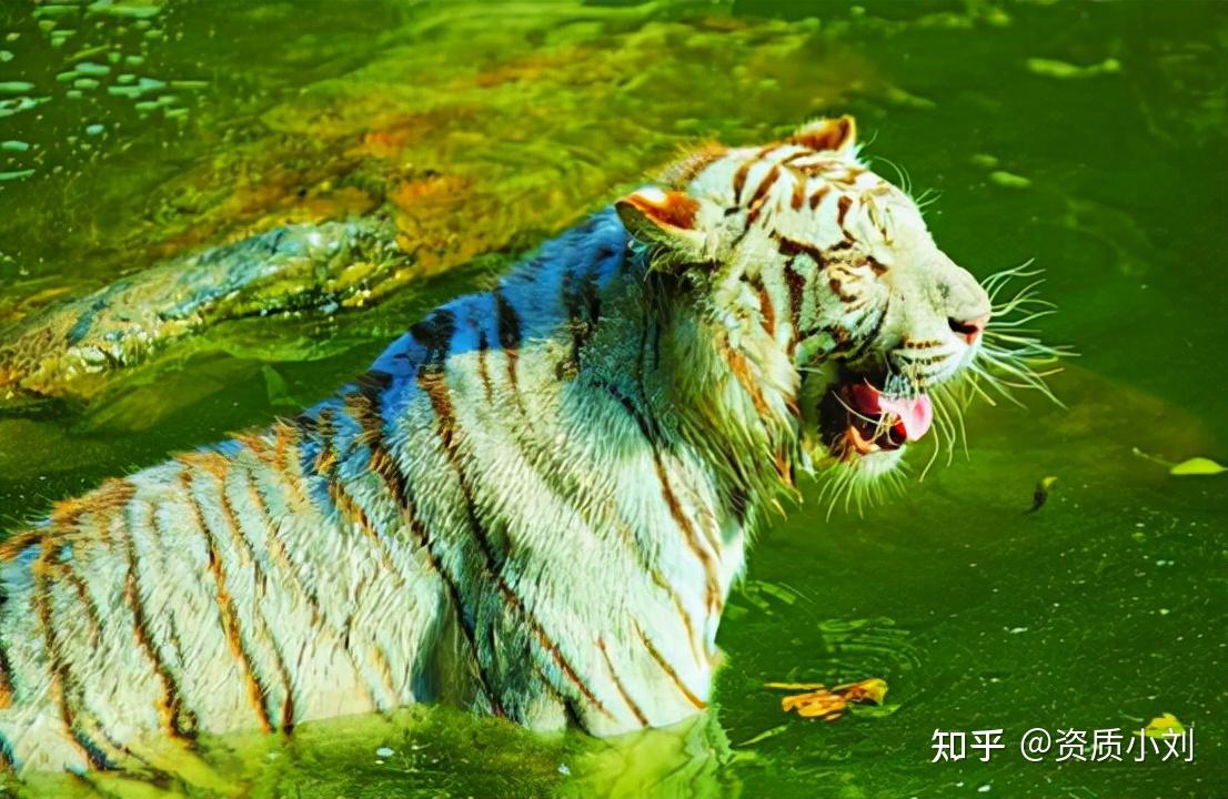 一遊客在動物園和11只白虎對峙對著老虎吼叫