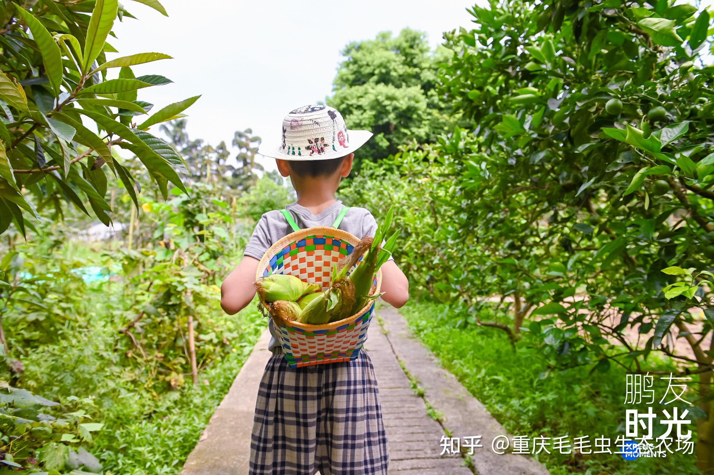 为什么要让孩子体验农耕挖土豆能有什么意义