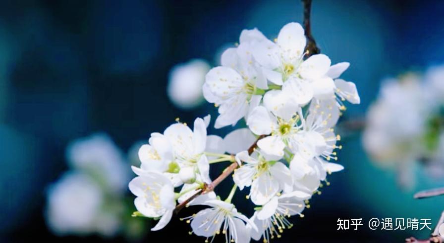 清新李花诗词 - 知乎
