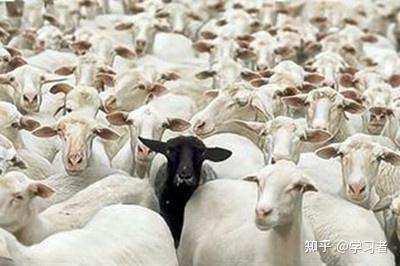 黑羊效应的启示 - 知乎