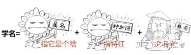 微生物的命名-双命名法 - 知乎