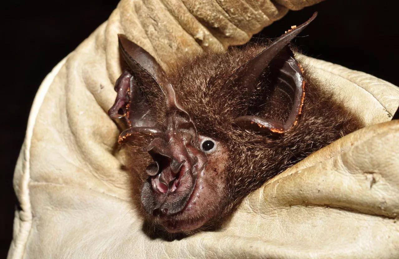 Bats that Bite, Blood Sucking Vampire Bat & Poisonous Bats | HubPages