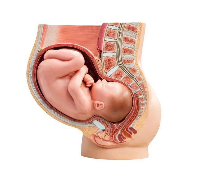 怀孕38周胎儿入盆图片图片