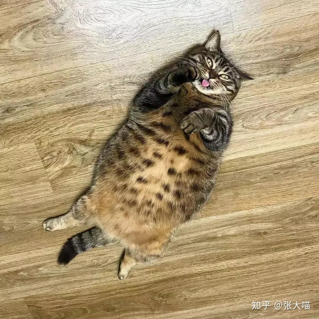一只可爱的大胖猫 - 手机壁纸图片，壁纸图片