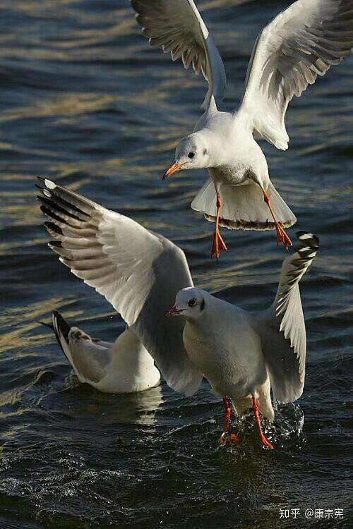 《白色梦幻》-【康宗宪整理】