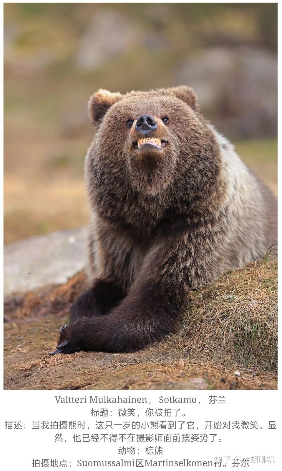 尼康搞笑动物摄影大赛入围名单揭晓!