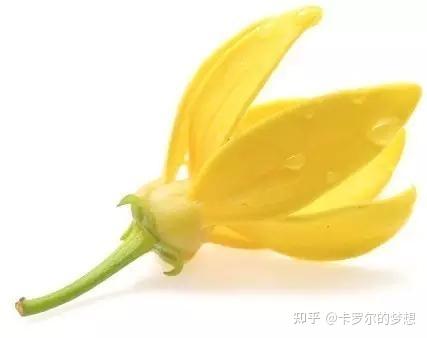 精油百科——依兰依兰精油 - 知乎