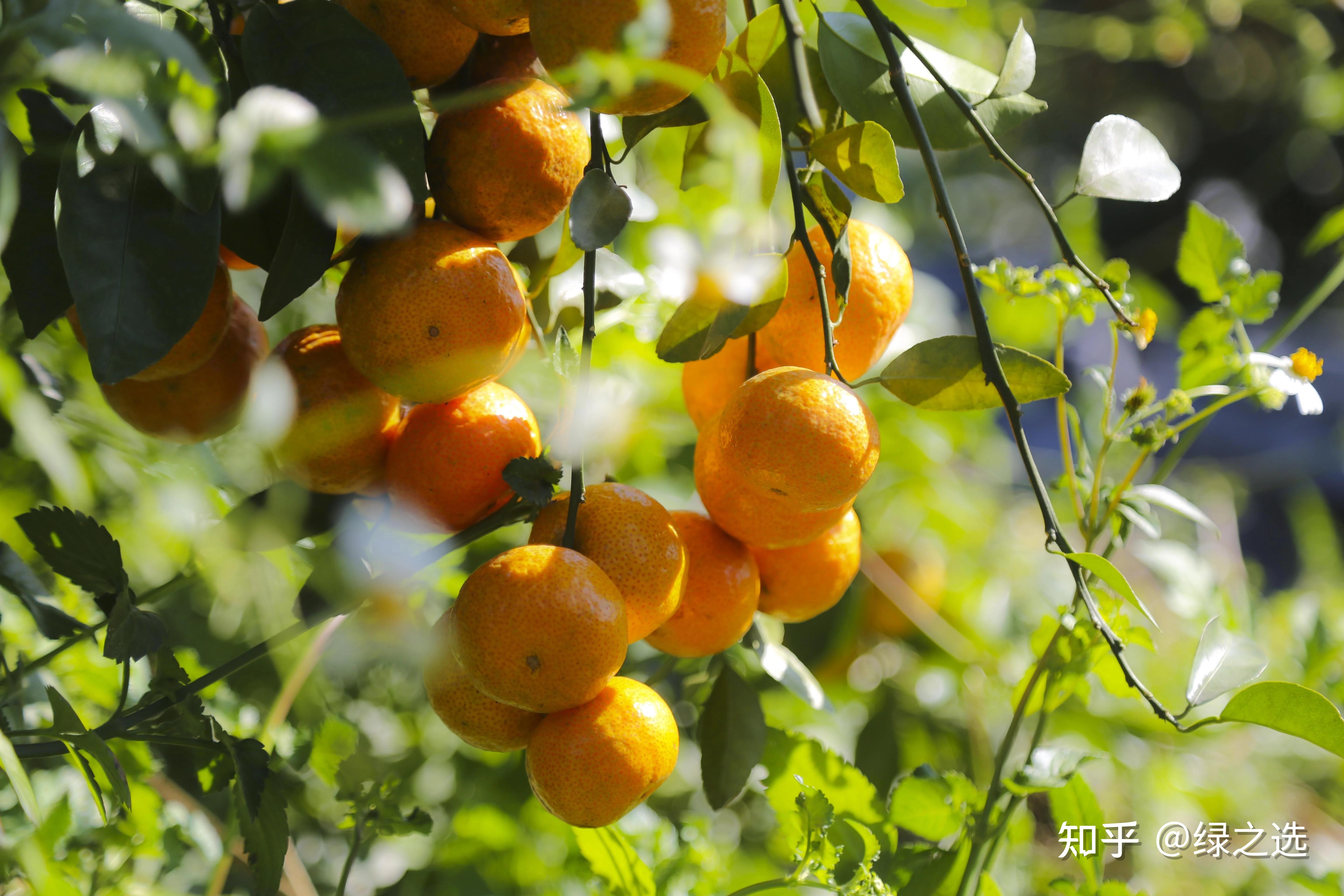 阳光一号柑橘、阳光一号桔柚种植技术解析__凤凰网