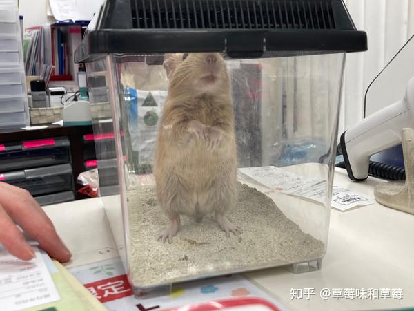 想问下有人养过八齿鼠吗 好不好养呢 八齿鼠图片 帮果网