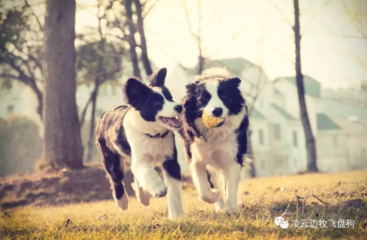 如何训练边境牧羊犬衔取物品?