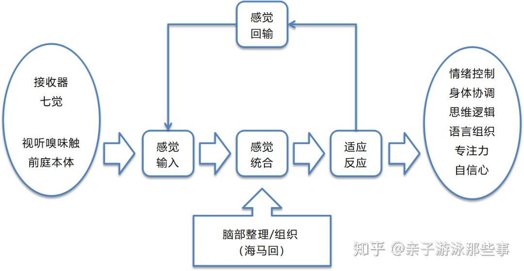 亲子游泳,为什么可以训练感官?