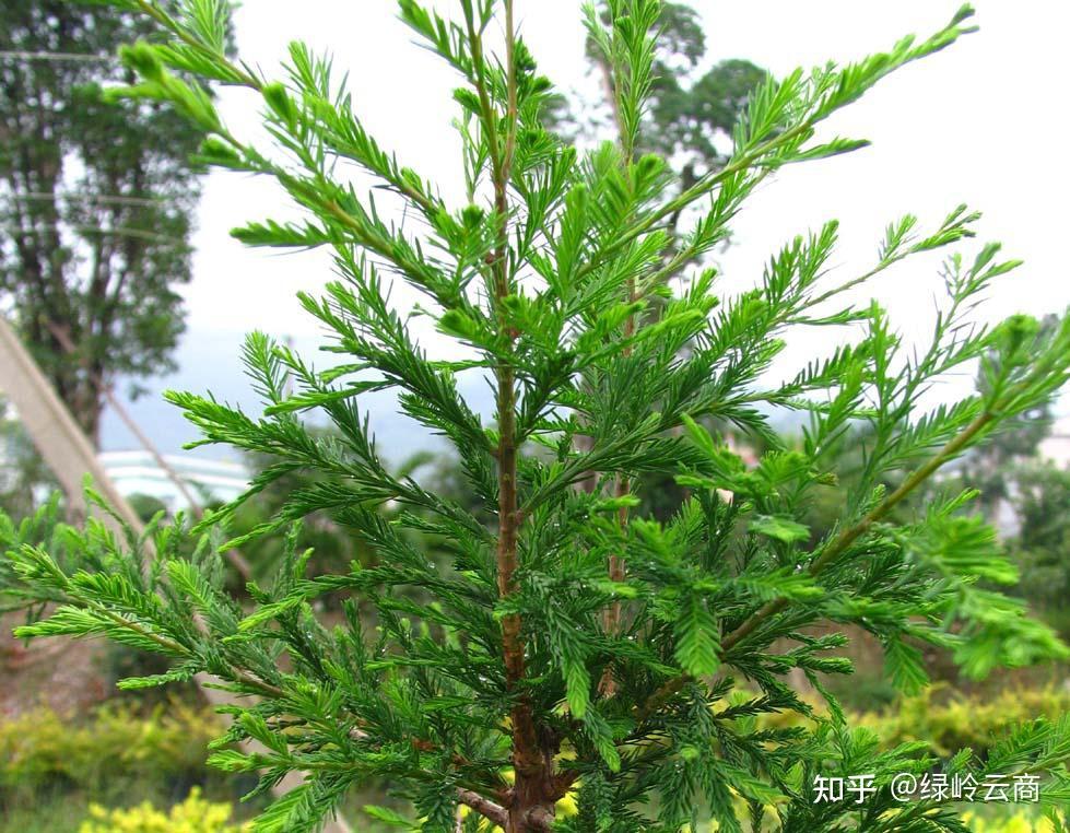 盐碱地上该种点什么？园林常用耐盐碱植物汇总 - 知乎