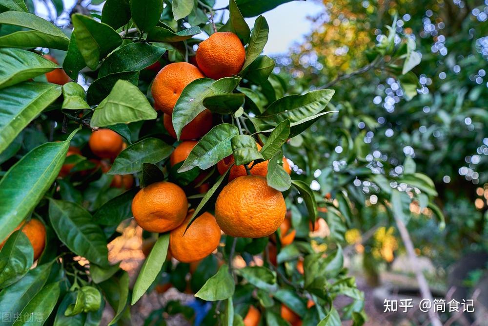 “橘子”和“柑子”是一种水果吗?有啥不同?建议大家,弄懂再买 - 知乎