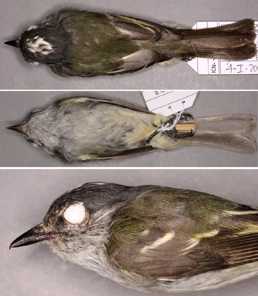 之后,早期的四足动物依然无法远离水源生活,直到羊膜动物(爬行动物