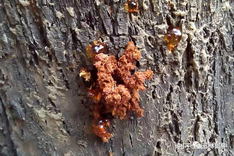 天牛幼虫该如何防治