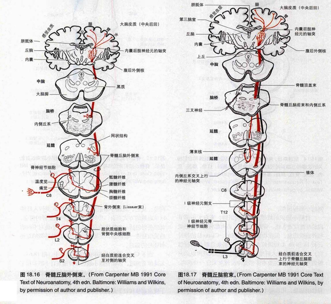 脊髓的解剖 - 知乎