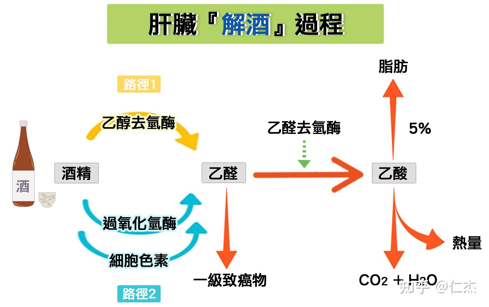 酒精代谢过程图片