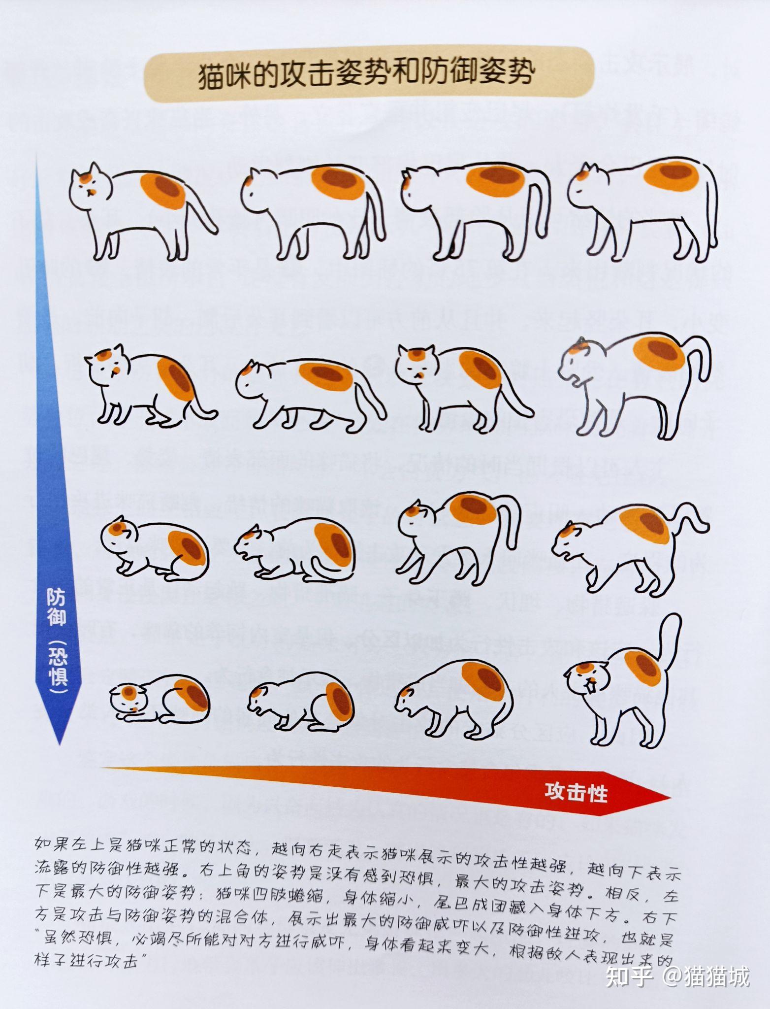 关于猫能不能打的争论 - 知乎