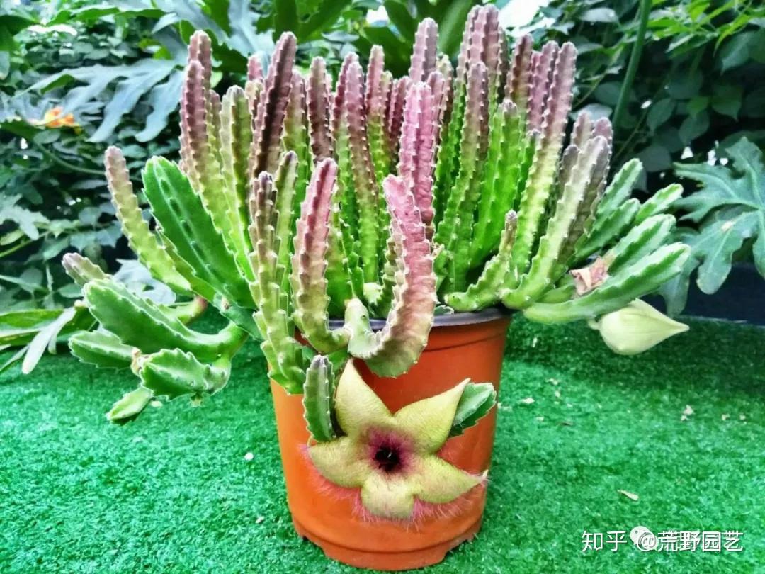 多肉上行走的海星小花犀角