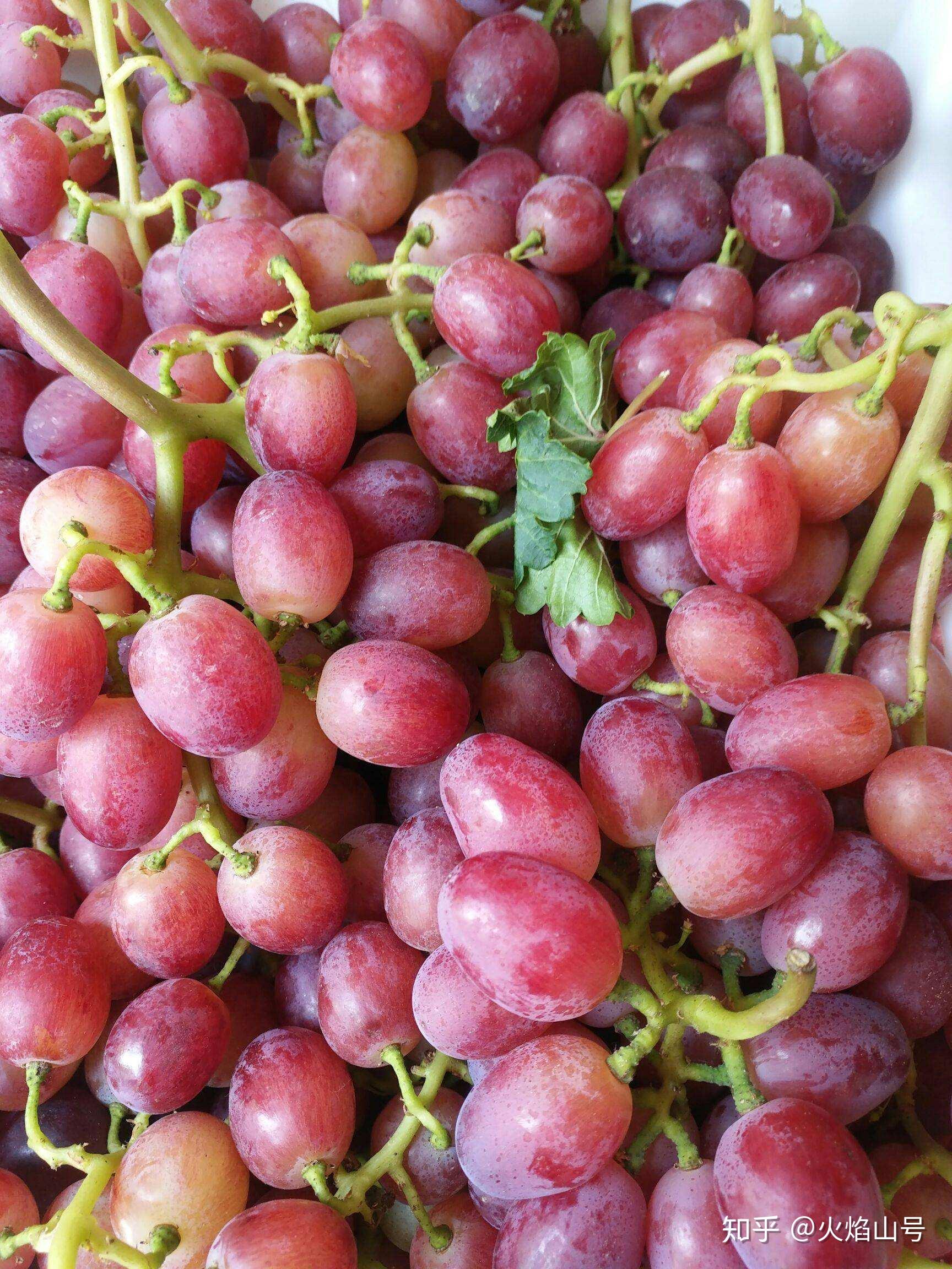 红巴拉多葡萄是有籽葡萄,属于早熟品种,而且其耐储存,好运输的特点