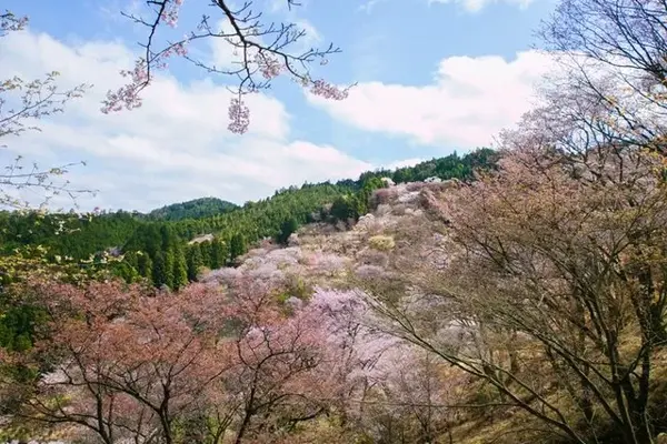 此生必去的赏樱绝景路线 避开人潮带你去吉野山看樱花海 知乎