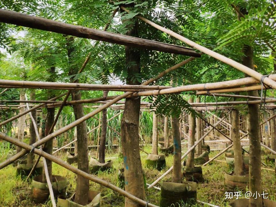 鸡翅木种植环境图片