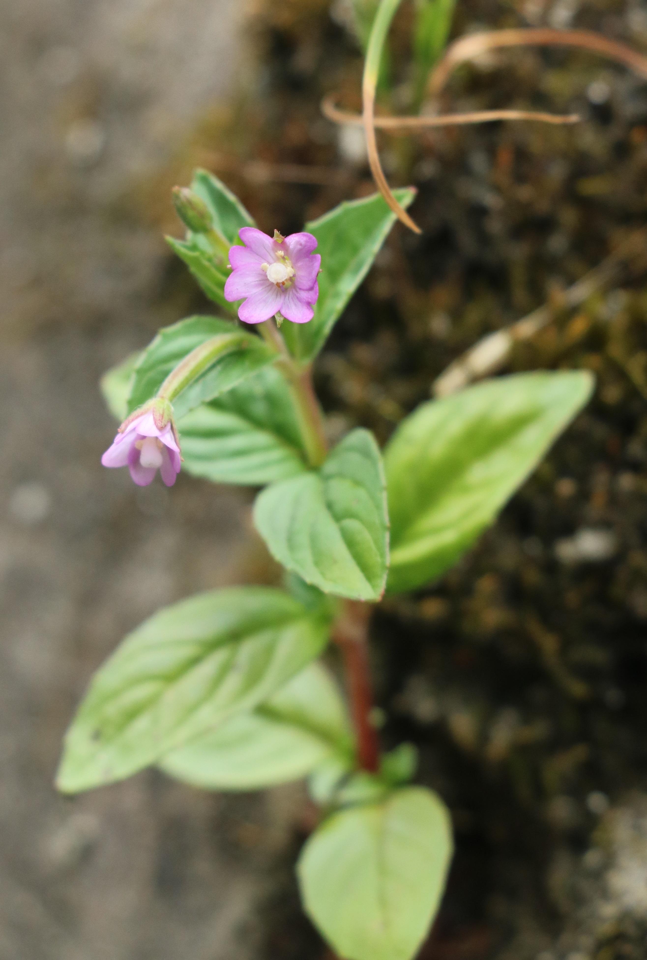 自然足迹横断山区植物小记十柳叶菜科龙胆科牻牛儿苗科