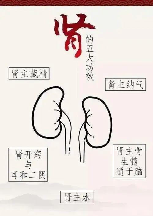 分不清是肾阴虚,还是肾阳虚?教你一分钟辨别 - 知乎