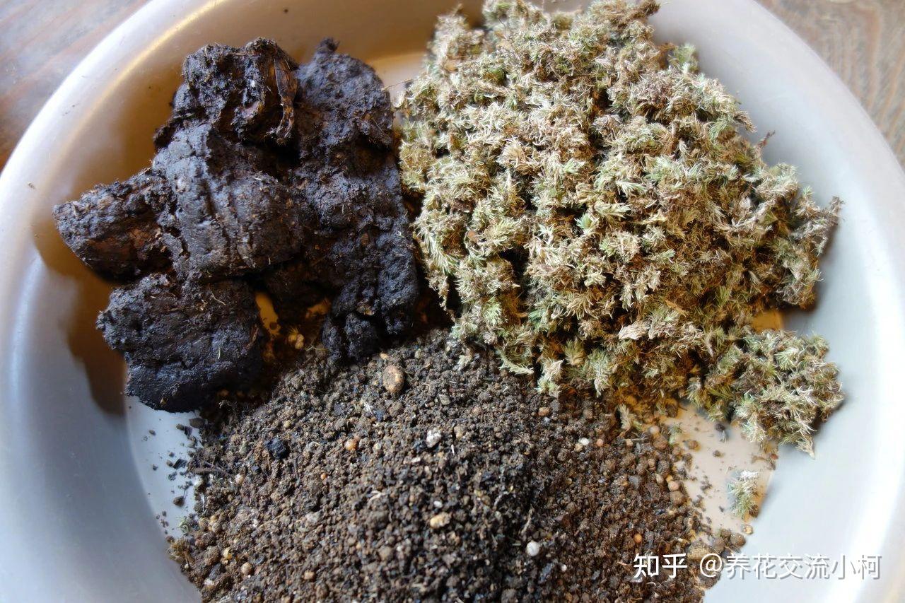 怎样在家自制水苔 - 数码abc