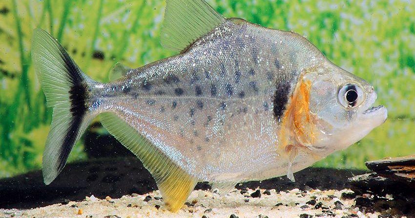 与其他水虎鱼不同之处腮部呈现黄色赛后有一块黑斑,腹鳍呈黄色,尾鳍呈