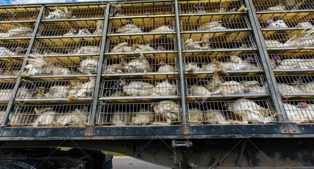 其他各国对农场动物运输过程中的动物福利保护