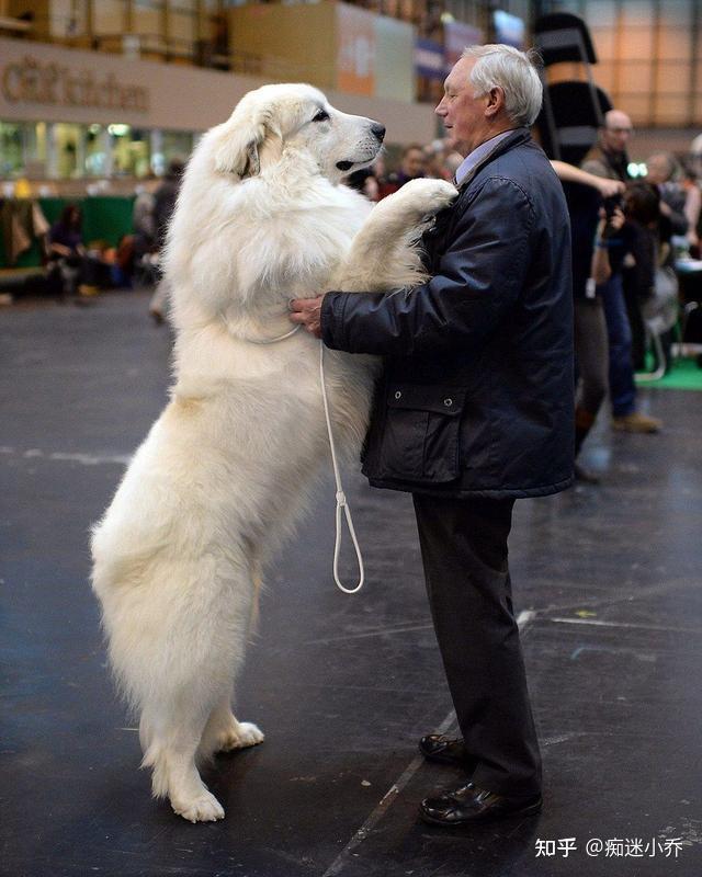 大白熊犬就像它的名字一样